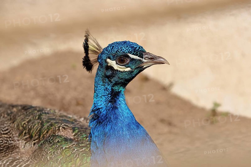 Indian peafowl (Pavo cristatus), portrait, captive, North Rhine-Westphalia, Germany, Europe