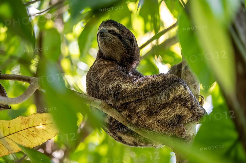 Brown-throated sloth (Bradypus variegatus) sitting in a tree, Cahuita National Park, Costa Rica, Central America