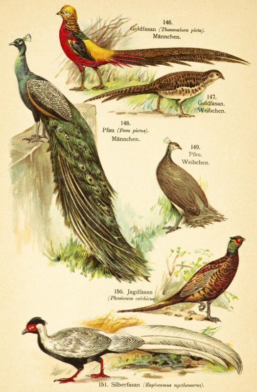 Golden pheasant (Chrysolophus pictus), peacock male and female (Pavo pictus) or (Pavo cristatus), hunting pheasant (Phasianus colchicus), silver pheasant (Lophura nycthemera) Birds of the world, historical illustration 1890