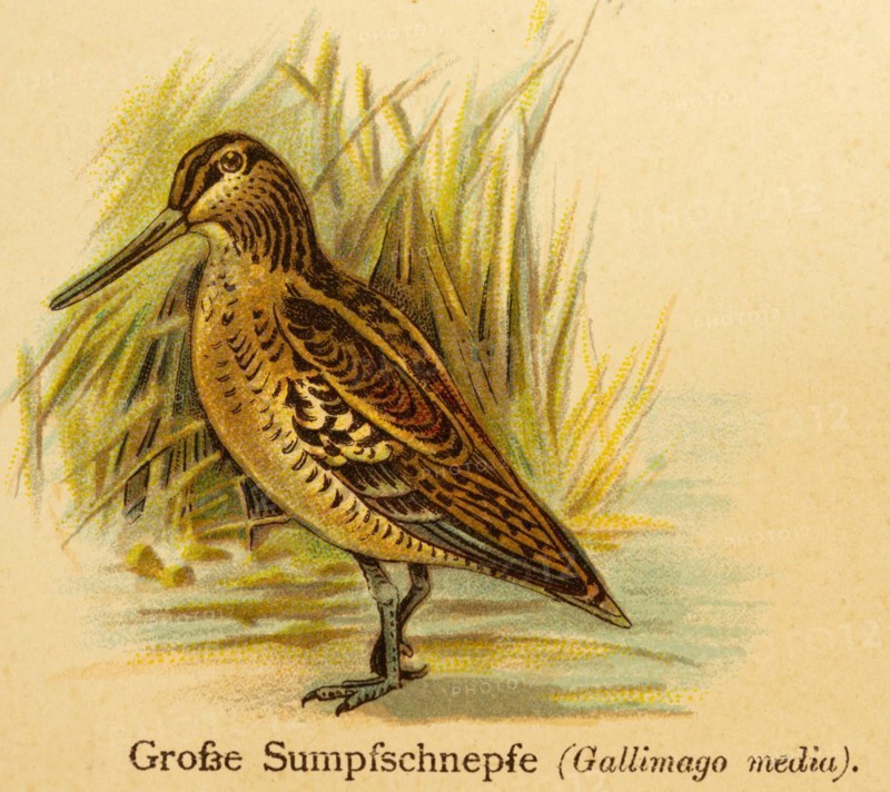 Great Snipe or great snipe (Gallinago media) World of Birds, historical illustration 1890