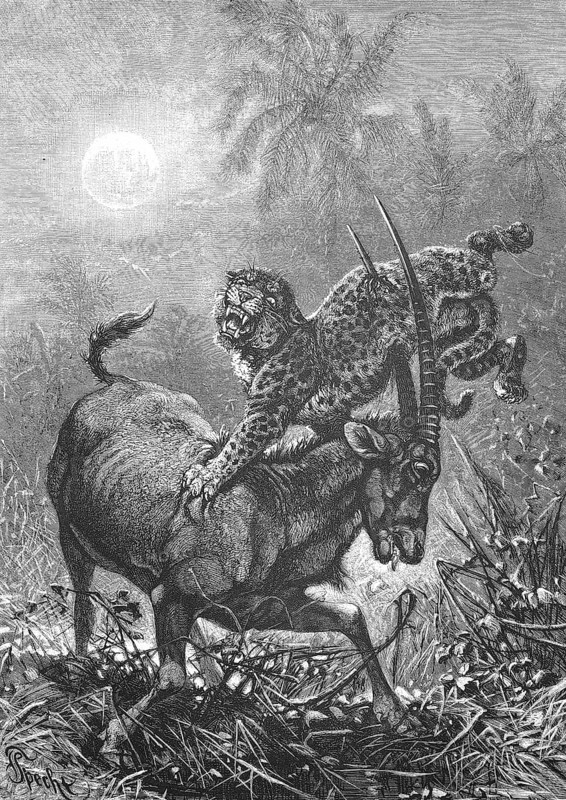 Oryx antelope being attacked by a leopard, Historical, digitally restored reproduction from a 19th century original, c. 1890, Record date not stated
