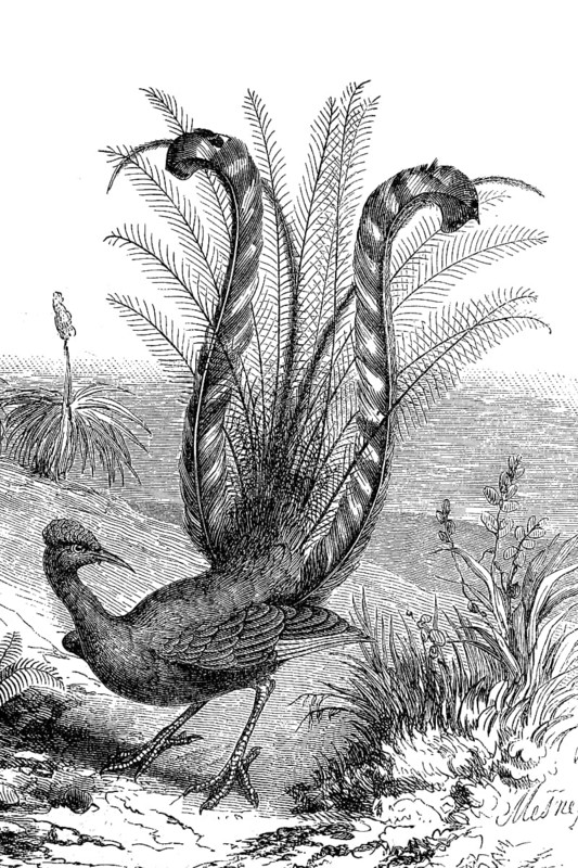 Grey-backed Lyrebird, Menura novaehollandiae, also known as the magnificent Lyrebird, historical, digital reproduction of an original from the 19th century