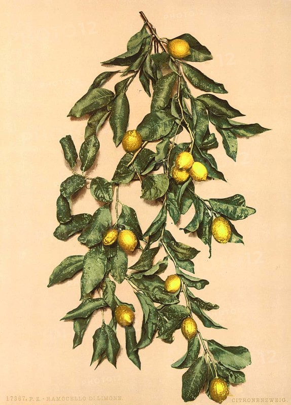 A branch with lemons, Limone, Lake Garda, Italy, Historical, digitally restored reproduction from a 19th century original, 1880, Record date not stated, Europe