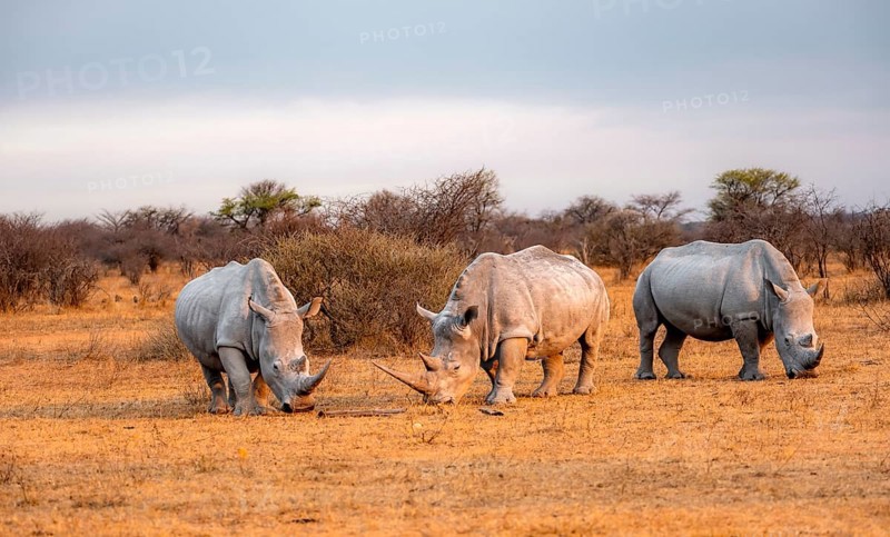 Southern white rhinoceros (Ceratotherium simum simum), three rhinos in the evening light, Khama Rhino Sanctuary, Serowe, Botswana, Africa