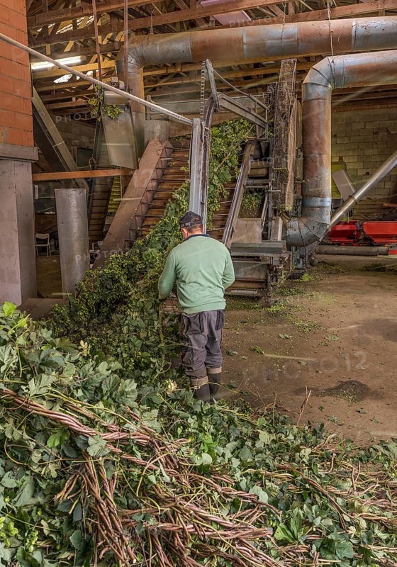 Hop processing Hallertau Bavaria Germany
