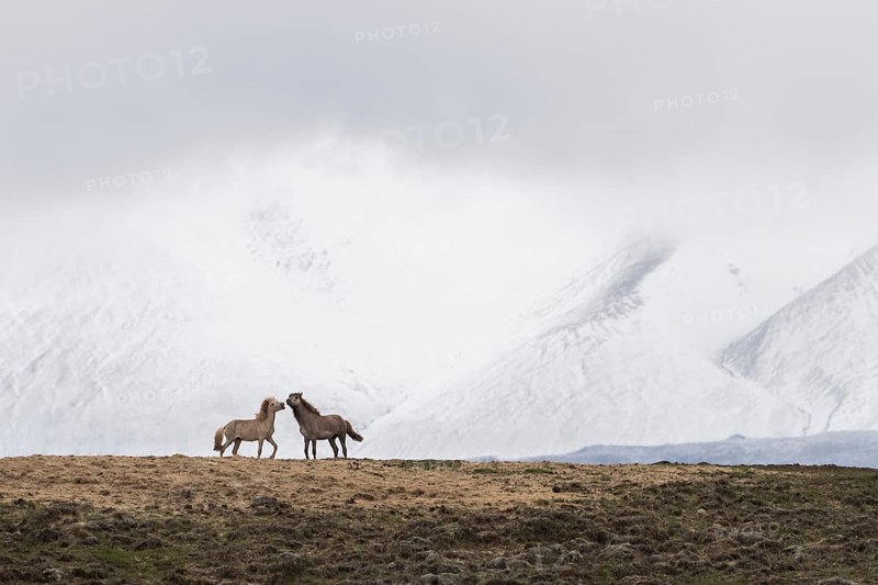 Icelandic horses (Equus islandicus) in winter, snowy mountain landscape, Norðurland, Iceland, Europe