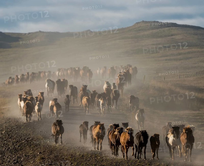 Large number of Icelandic horses (Equus islandicus) at the horse round-up or réttir, covered in a cloud of dust, near Laugarbakki, North Iceland, Iceland, Europe