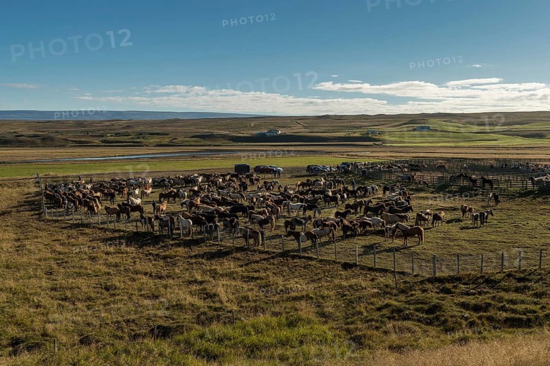 Icelandic horses (Equus islandicus) in a pen, horse round-up or réttir, near Laugarbakki, North Iceland, Iceland, Europe