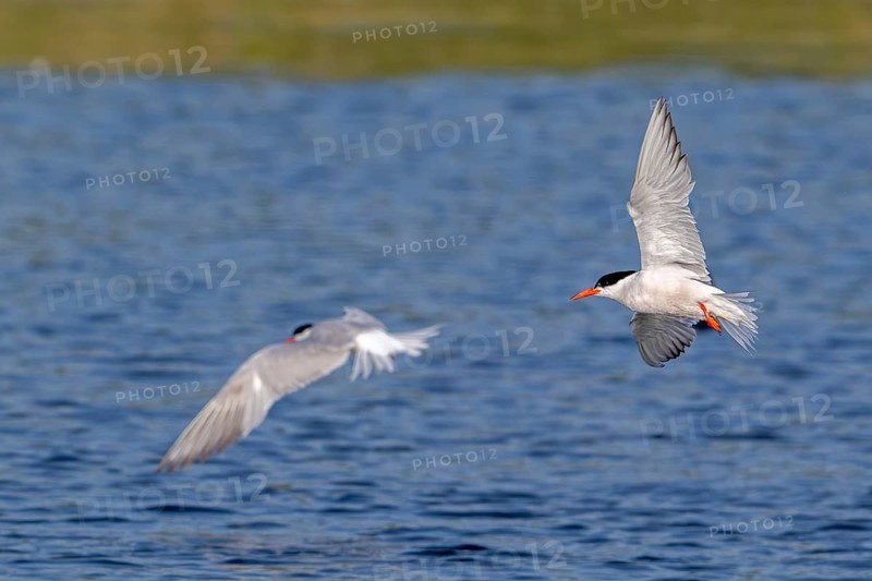 Two common terns (Sterna hirundo) adults in breeding plumage in summer, showing underside and upper side of wings in flight