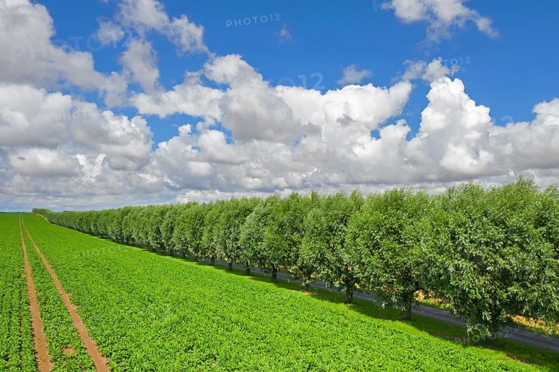 Row of white willows (Salix alba) trees lining country road, dirt road along field on a cloudy day in summer