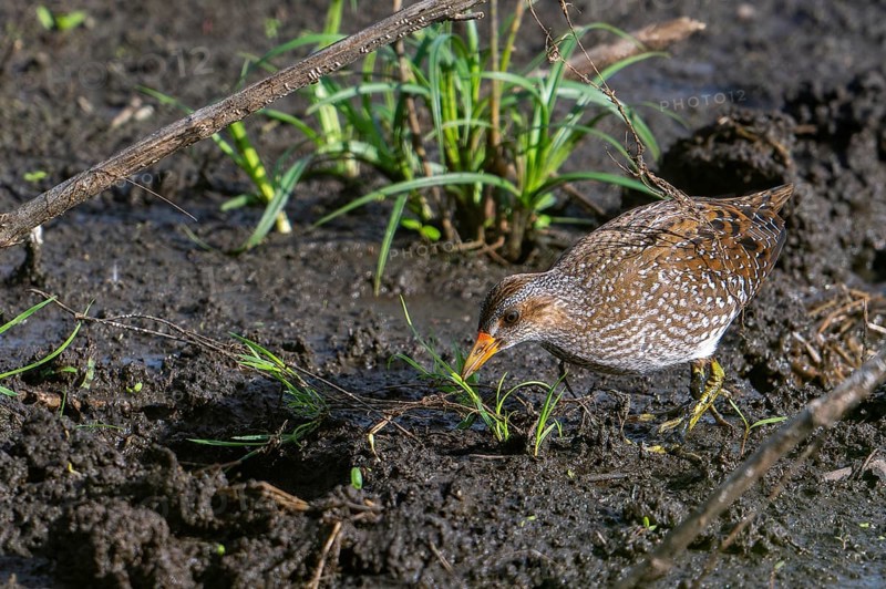 Spotted crake (Porzana porzana, Ortygometra porzana) juvenile foraging in marshland in summer