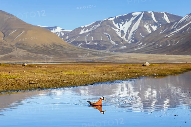 Red phalarope, grey phalarope (Phalaropus fulicarius) female in breeding plumage swimming in pond on the tundra in spring, summer, Svalbard, Norway, Europe