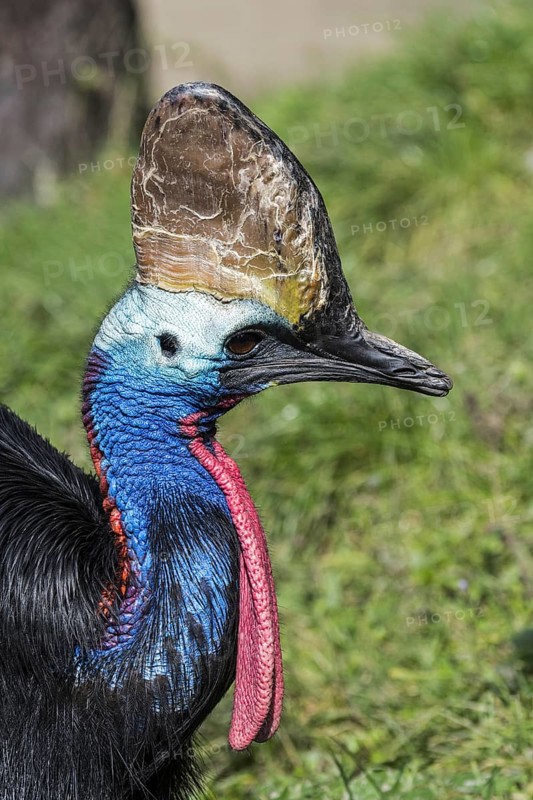 Southern cassowary, double-wattled cassowary, Australian cassowary (Casuarius casuarius) native to Indonesia, New Guinea and northeastern Australia