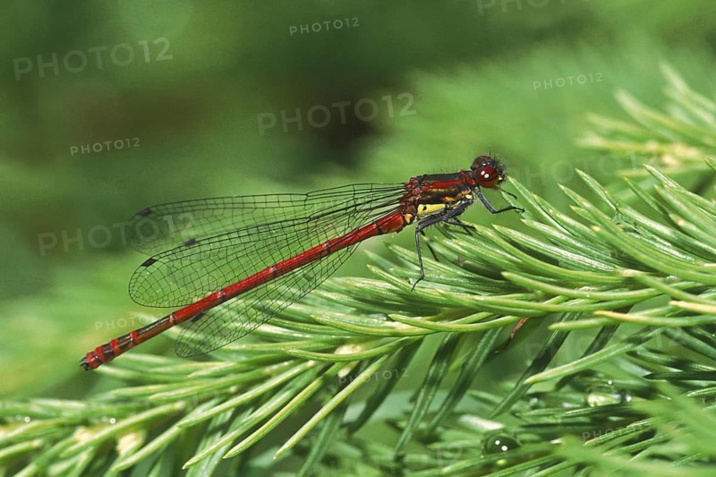 Large red damselfly (Pyrrhosoma nymphula)