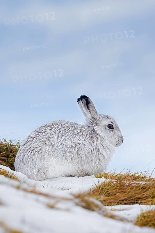 Mountain hare, alpine hare, snow hare (Lepus timidus) in white winter pelage resting in the hills in late winter, Cairngorms National Park, Scotland, United Kingdom, Europe