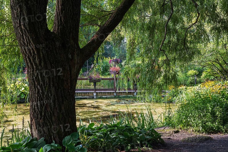 Foot bridge decorated with flower boxes over pond overgrown with Chlorophyta, Green Algae and bordered by silhouetted Salix, Willow tree, Hosta and mixed plants and flowers in summer, Centre de la Nature, Laval, Quebec, Canada, North America