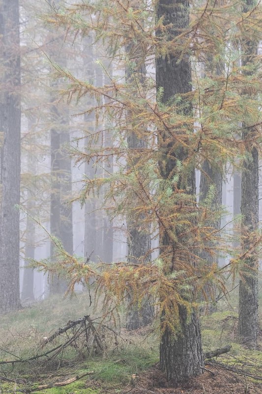 Fog in the larch forest (Larix decidua), Emsland, Lower Saxony, Germany, Europe