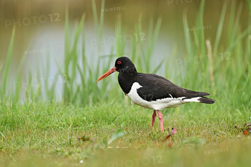 Oystercatcher (Haematopus ostralegus), standing on a meadow, Texel, West Frisian Island, province of North Holland, Netherlands