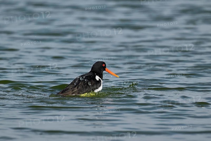 Oystercatcher (Haematopus ostralegus), bathing, Texel, West Frisian Islands, province of North Holland, Netherlands