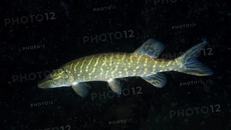 A pike (Esox lucius) swimming in dark water. Dive site Wildsau, Berlingen, Lake Constance, Switzerland, Europe