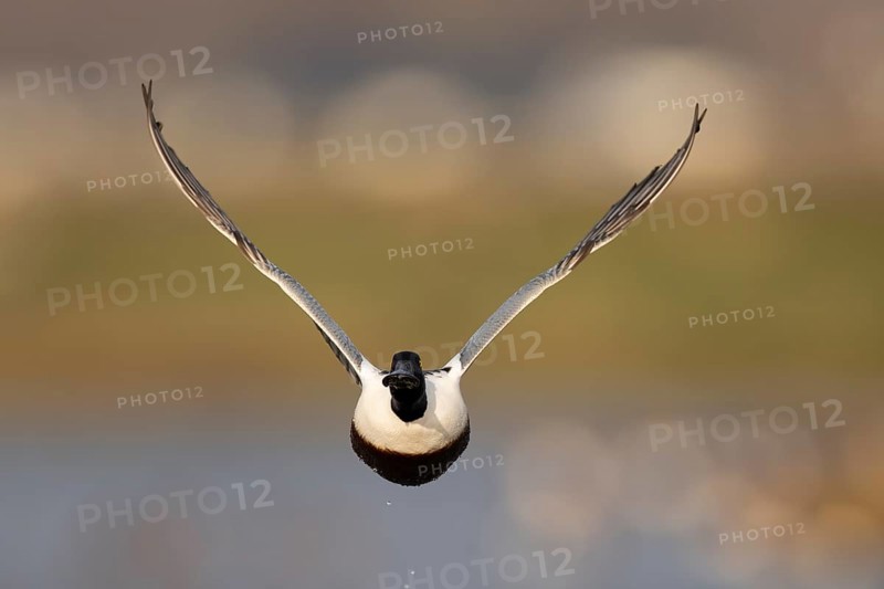 Shoveler (Anas clypeata)
