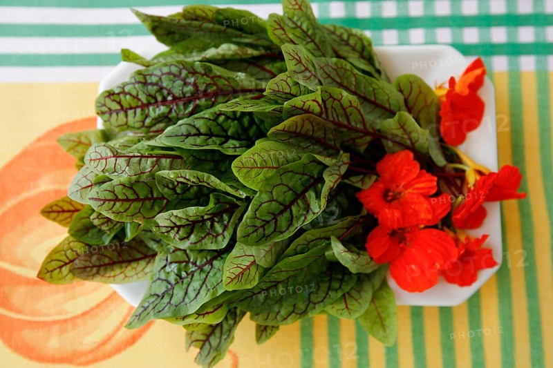 Swabian cuisine, preparation Pfitzauf with sorrel sauce, vegetarian, sorrel served on a plate with nasturtium, grandmother's cooking, regional, home cooking, typical Swabian, traditional cuisine reinterpreted, food photography, studio, Germany, Europe