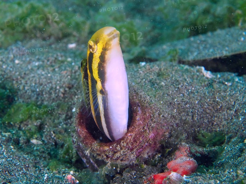 A striped mimicry blenny (Petroscirtes breviceps) peers out of a bottle on the seabed, dive site Secret Bay, Gilimanuk, Bali, Indonesia, Asia