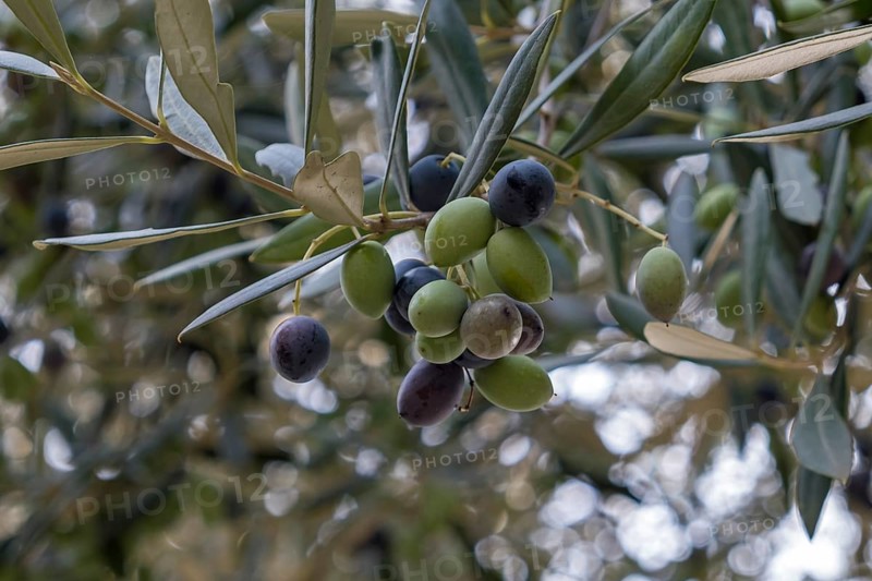Close-up of olives on a branch with green leaves in a natural environment, Apulia, Italy, Europe