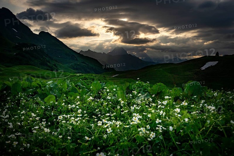 Summit in the morning light with dramatic clouds and anemone in the foreground, Lech, Lechquellengebirge, Vorarlberg, Austria, Europe