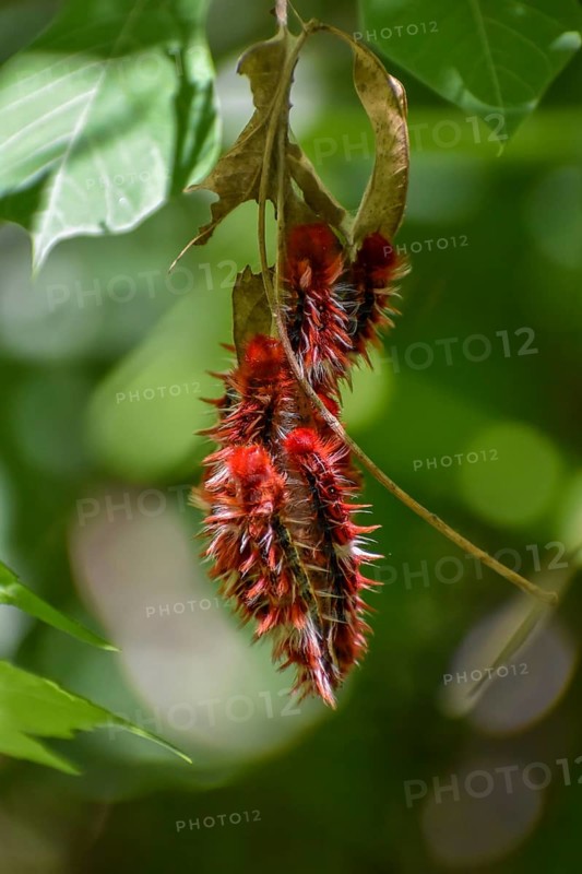 Caterpillars of the rare butterfly Morpho epistrophus argentinus, in Spanish mariposa bandera argentina, in a nature reserve in Buenos Aires, Argentina, South America