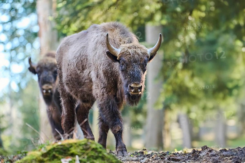 European bison (Bison bonasus) in a forest in spring, Bavarian Forest, Germany, Europe