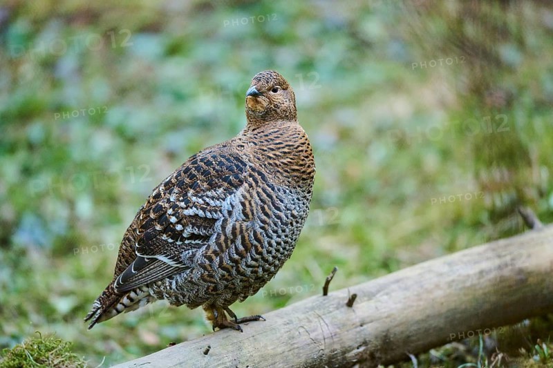 Eurasian black grouse (Lyrurus tetrix) female (hen) standing on the ground at the edge of a foest, Bavaria, Germany, Europe