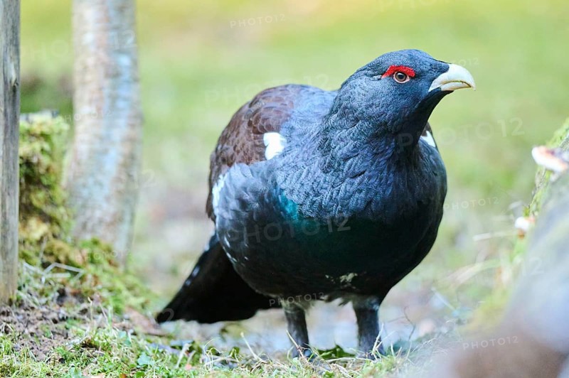 Western capercaillie (Tetrao urogallus) male (cock) standing on the ground at the edge of a foest, Bavaria, Germany, Europe