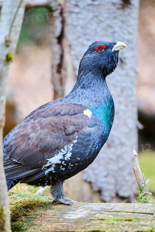 Western capercaillie (Tetrao urogallus) male (cock) standing on the ground at the edge of a foest, Bavaria, Germany, Europe