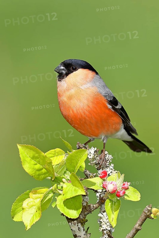 Bullfinch (Pyrrhula pyrrhula) male sitting on a branch with apple blossoms (Malus domestica), Wilnsdorf, North Rhine-Westphalia, Germany, Europe