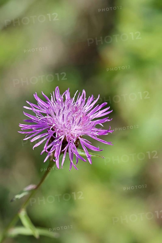 Meadow knapweed or common knapweed (Centaurea jacea), flower, Wilnsdorf, North Rhine-Westphalia, Germany, Europe