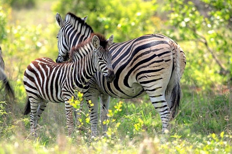 Burchell's zebra, (Equus quagga burchelli), Burchell's zebra, adult, female, with young, resting, Kruger National Park, Kruger National Park, South Africa, Africa