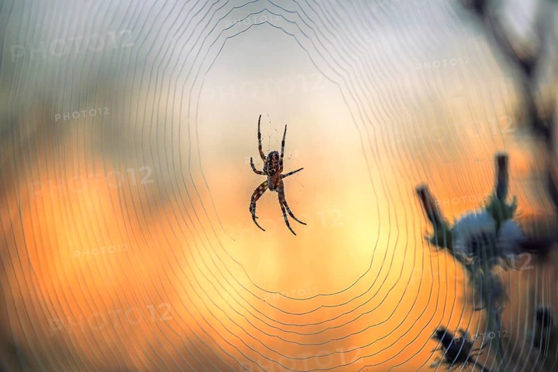 Cross spider (Araneus), garden cross spider (Araneus diadematus) wheel web, garden cross spider, autumn time, Indian summer, spider web, sticky-elastic thread, backlight, dawn, gardening, crawling spider, insect predator, Middle Elbe Biosphere Reserve, Saxony-Anhalt, Germany, Europe