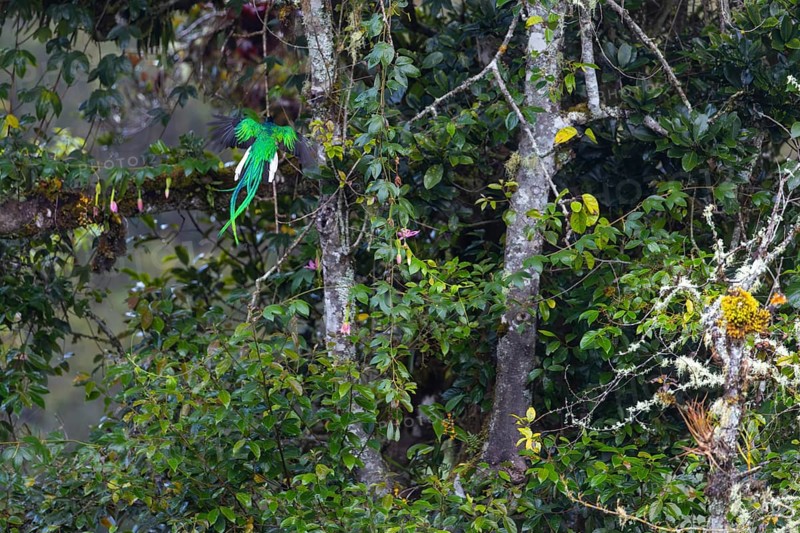 Quetzal (Pharomachrus mocinno), Male in flight, Trogons (Trogonidae), Central Mountain Range, San Jose Province, Costa Rica, Central America