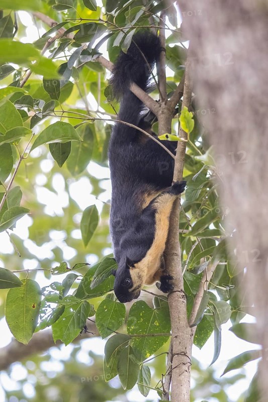 Black giant squirrel (Ratufa bicolor), Kaeng Krachan National Park, Phetchaburi Province, Thailand, Asia