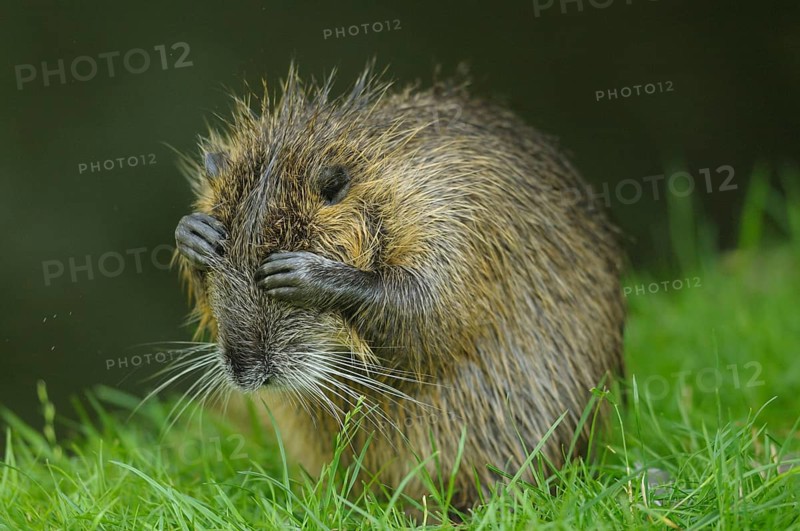 Desperate nutria with hands in front of its eyes on a green meadow, Nutria (Myocastor coypus)