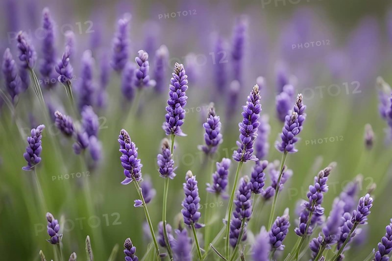 Detailed macro of a lavender flower (Lavandula angustifolia), showing the tiny purple buds and soft, velvety texture of the petals, AI generated