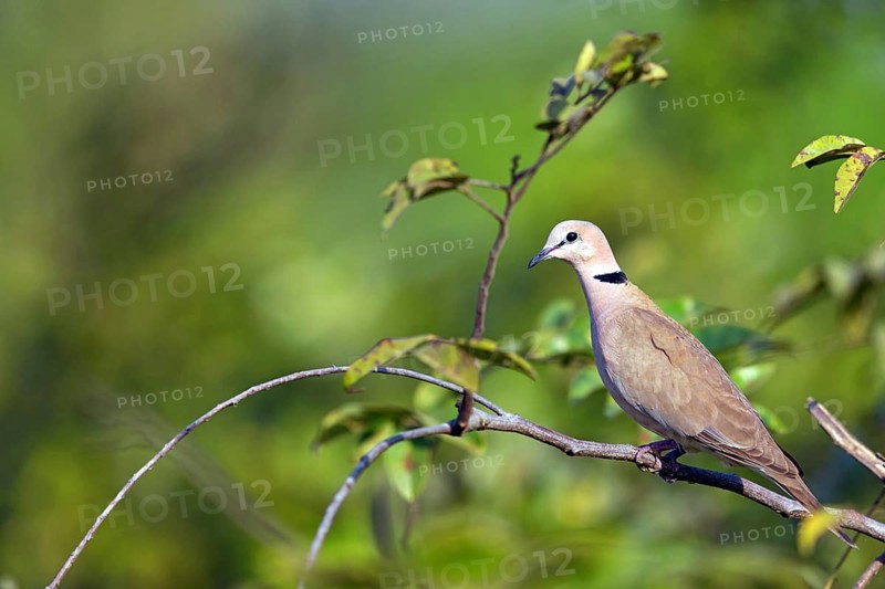 Red-crested Pigeon, (Streptopelia vinacea), Red-winged Turtle Dove, Morgan Kunda lodge / road to Kat, Jajari, North Bank, Gambia, Africa