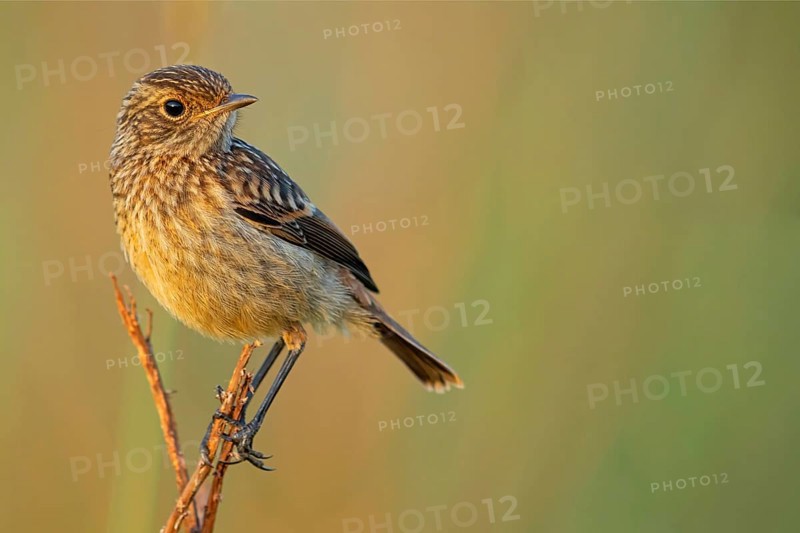 Stonechat, (Saxicola torquata), foraging, female, Eich, Rhineland-Palatinate, Germany, Europe