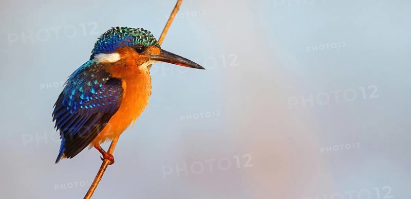 Crested Kingfisher, Corythohrnis cristatus, (Alcedo cristata), Kingfisher family, Malachite Kingfisher, Janjabureh boat trip, Janjabureh, South Bank, Gambia, Africa
