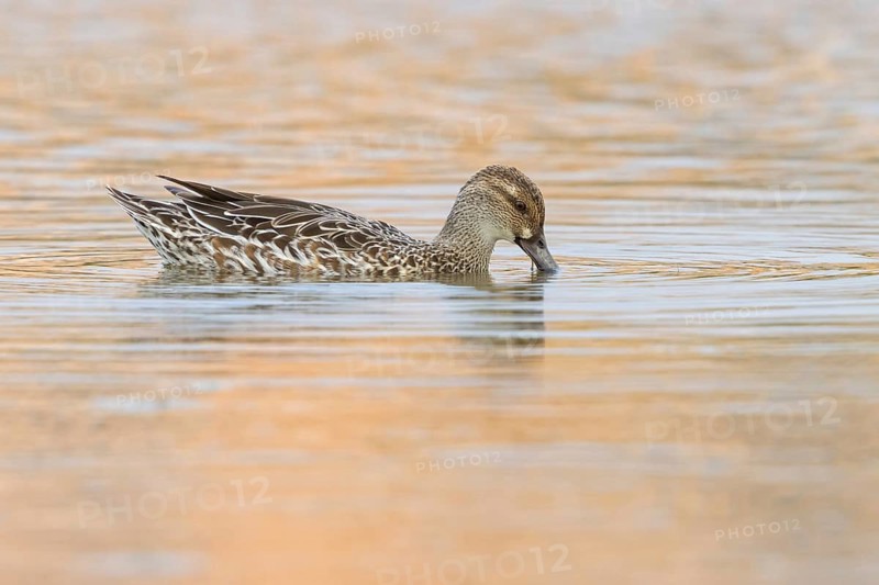 Garganey, (Anas querquedul), duck family, East Khawr / Khawr Ad Dahariz, Salalah, Dhofar, Oman, Asia