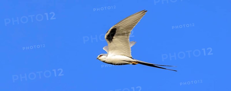 Swallow-tailed Kite, (Chelictinia riocourii), also Scissor-tailed Kite, African Swallow-tailed Kite, Fork-tailed Kite, bird of prey, family Accipitridae, flight photo, blue sky, Kousmar, Ndiaffate, Senegal, Africa