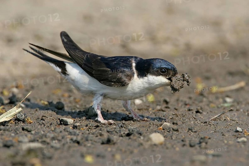 House Martin, Town Swallow, common house martin (Delichon urbica), Black Sea coast, Lesbos Island, Greece, Europe
