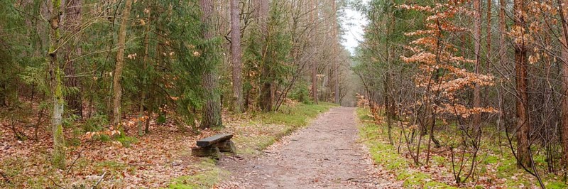 Bench on the path through the forest, Waren, Müritz, Müritz National Park, Mecklenburg Lake District, Mecklenburg, Mecklenburg-Vorpommern, Germany, Europe