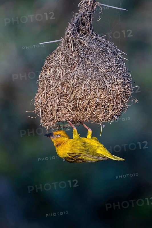 Cape weaver (Ploceus capensis) at nest, West Coast National Park, Langebaan, Western Cape, South Africa, Africa